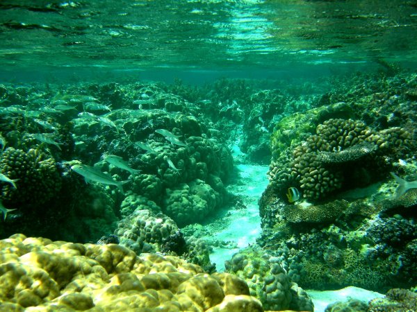54- Banc de rougets au jardin de corail 